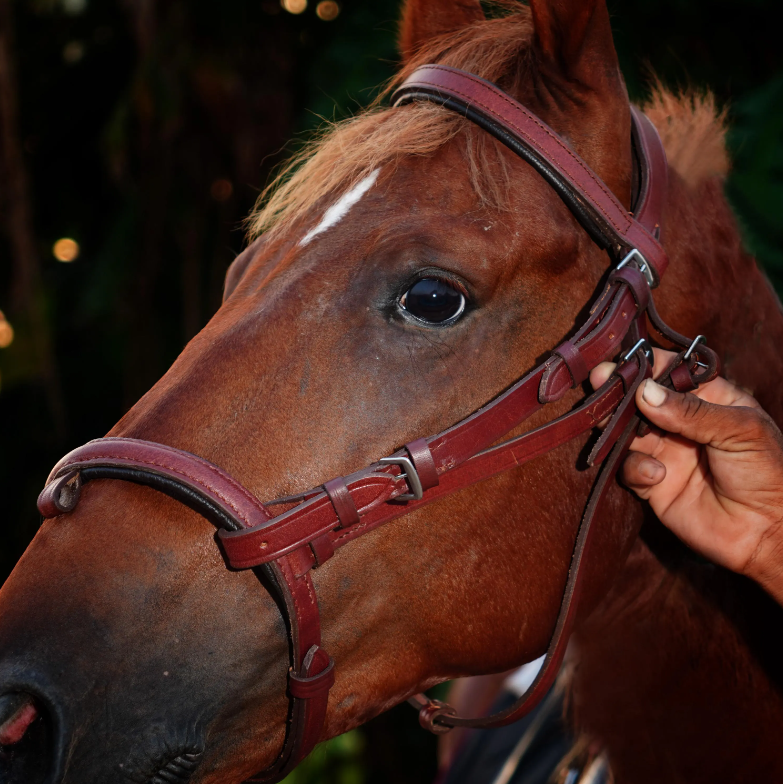 Handmade Leather Horse Bridle , Custom Horse Bridle with adjustable bridle - Maroon