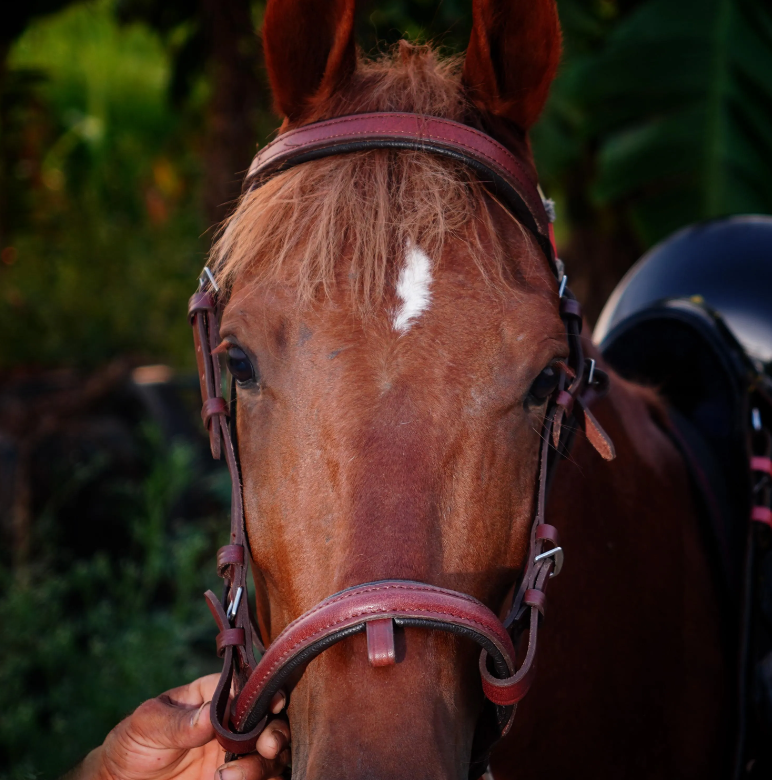 Handmade Leather Horse Bridle , Custom Horse Bridle with adjustable bridle - Maroon