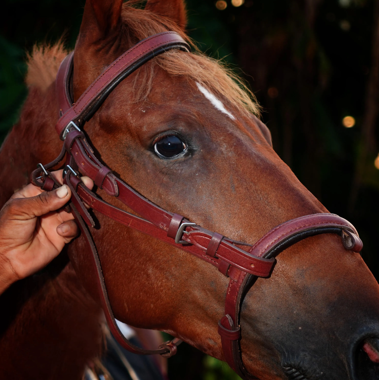 Handmade Leather Horse Bridle , Custom Horse Bridle with adjustable bridle - Maroon