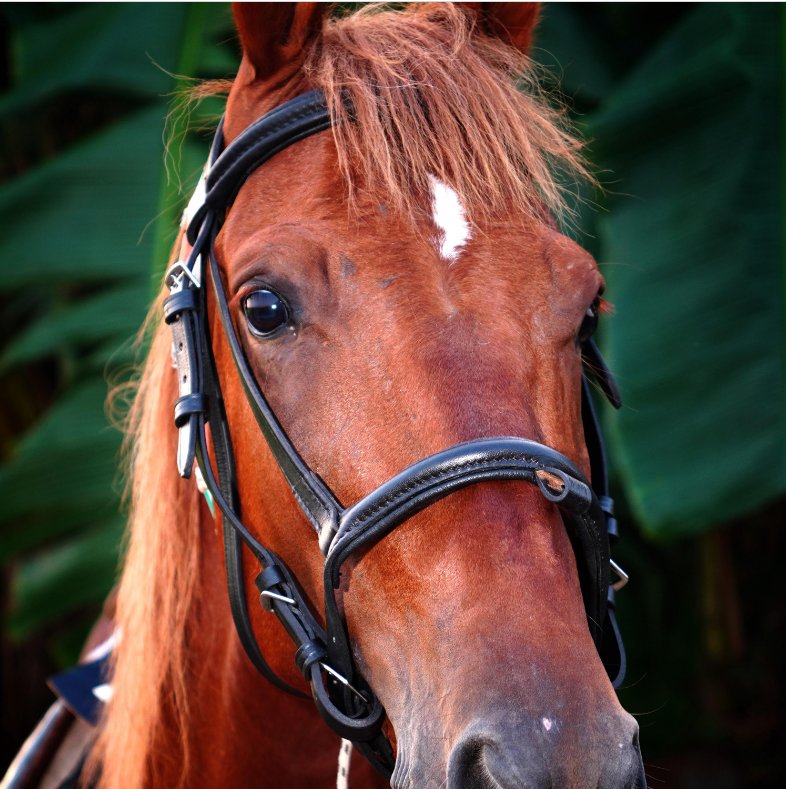 Handmade Leather Horse Bridle , Custom Horse Bridle with adjustable bridle - Black